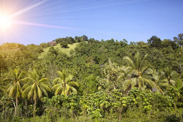 Palme Verdi Colline Cielo Blu — Foto Stock