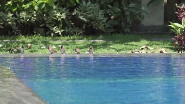 Hack Passer montanus swims in the pool — Stock Video