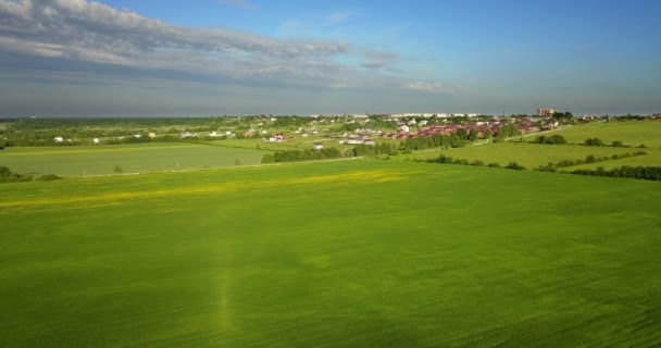 Drone aérien tiré sur un grand champ de blé vert — Video