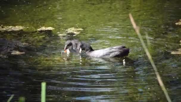 Garganey Spatula Querquedula Pequeno Pato Flutuante Água Mergulhar Dia Ensolarado — Vídeo de Stock