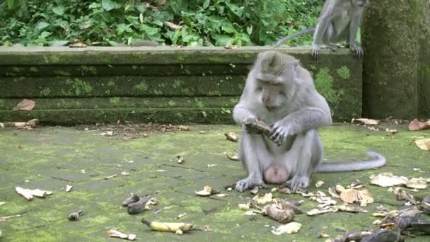 Den Krabbätande Makaken Macaca Fascicularis Även Känd Som Den Långstjärtade — Stockvideo