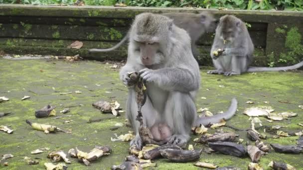 Крабоедный Макак Macaca Fascicularis Известный Длиннохвостый Макак Sangeh Monkey Forest — стоковое видео