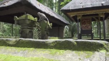 Yengeç yiyen makak, Macaca fascicularis, ayrıca uzun kuyruklu maymun, Sangeh Maymun Ormanı Bali olarak da bilinir.