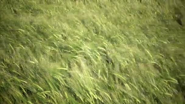 Viento Panorama Balancea Espigas Trigo Verde Verano Día Soleado — Vídeo de stock