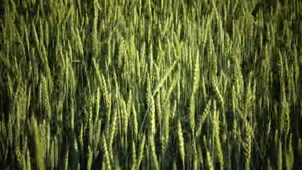 Vent le Panorama balancera oreilles de blé vert en été journée ensoleillée 