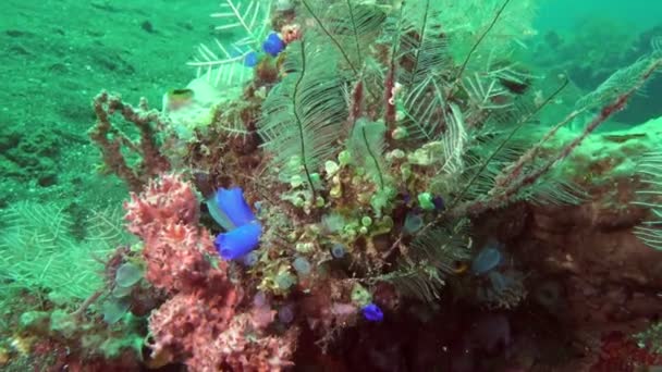 Υποβρύχιο Τοπίο Την Τροπική Θάλασσα Ψάρια Και Κοράλλια Διαφορετικού Χρώματος — Αρχείο Βίντεο