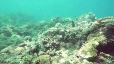 tropikal deniz, Balık ve mercan farklı renk sualtı manzara