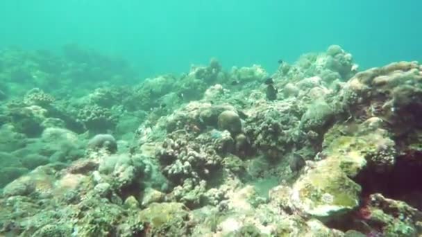 Подводный Пейзаж Тропического Моря Рыб Кораллов Разного Цвета — стоковое видео