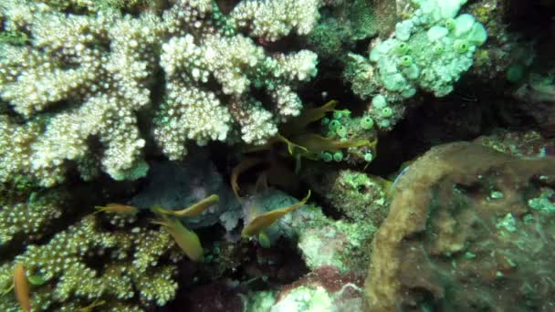 Paisagem Subaquática Mar Tropical Peixes Corais Cor Diferente — Vídeo de Stock