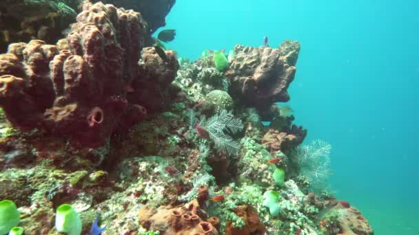 Underwater Landscape Tropical Sea Fish Corals Different Color — Stock Video