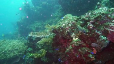 tropikal deniz, Balık ve mercan farklı renk sualtı manzara