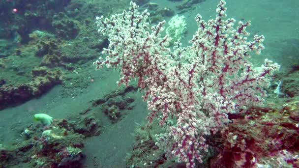 Paysage Sous Marin Mer Tropicale Les Poissons Les Coraux Différentes — Video