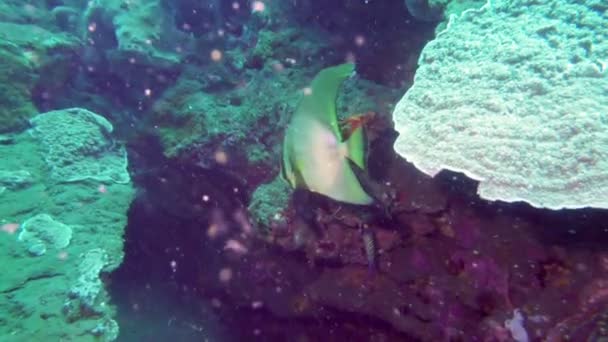 Paisaje Submarino Del Mar Tropical Peces Corales Diferentes Colores — Vídeos de Stock