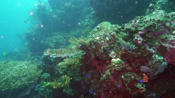 Υποβρύχιο Τοπίο Την Τροπική Θάλασσα Ψάρια Και Κοράλλια Διαφορετικού Χρώματος — Αρχείο Βίντεο