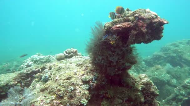 水下景观的热带海 鱼类和珊瑚的不同颜色 — 图库视频影像