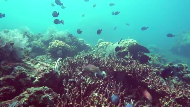 Onderwater Landschap Van Tropische Zee Vissen Koralen Van Verschillende Kleur — Stockvideo