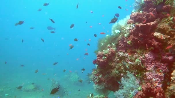 Unterwasserlandschaft Des Tropischen Meeres Fische Und Korallen Verschiedenen Farben — Stockvideo