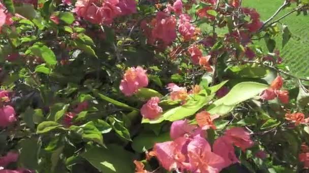 Buskar Med Röda Blommor Mot Bakgrund Risfält Bali Indonesien — Stockvideo