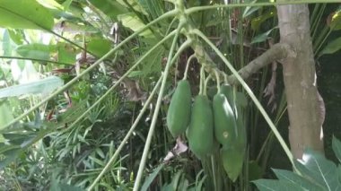 Papaya büyük yeşil ve olgun meyve bir ağaç, papaya meyve asmak