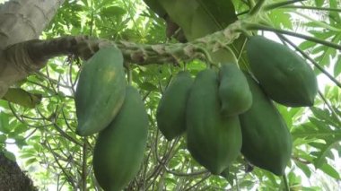 Papaya büyük yeşil ve olgun meyve bir ağaç, papaya meyve asmak