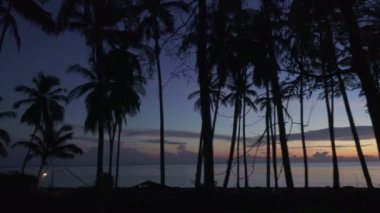 gündoğumu palm grove ile tropikal deniz kenarı