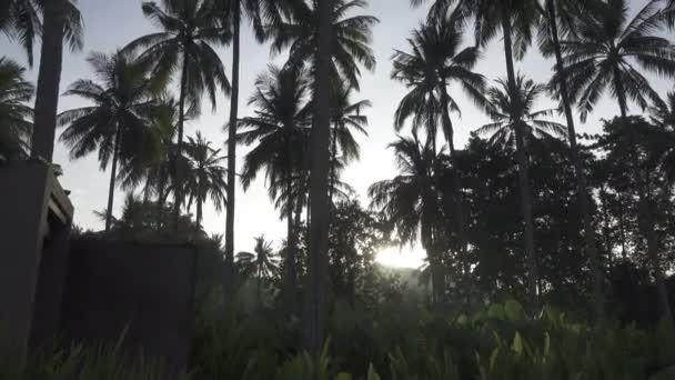 Lever Soleil Sur Côte Tropicale Avec Une Palmeraie — Video