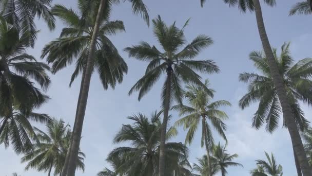 Бали Индонезия Октябрь 2016 Работник Отеля Взобрался Ствол Пальмы Срубил — стоковое видео