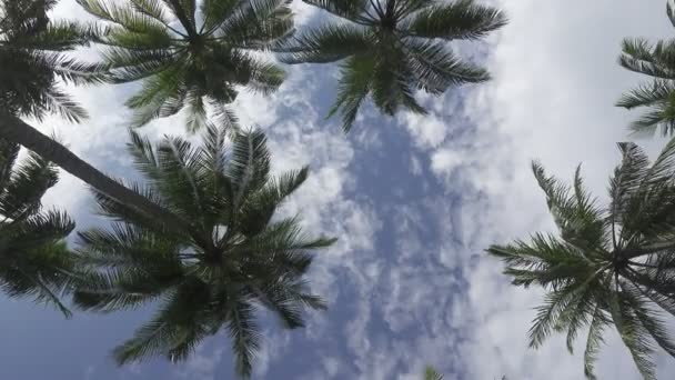 Vista Inferior Las Palmeras Sobre Fondo Del Cielo Azul Con — Vídeos de Stock