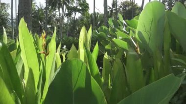 Muhabbet kuşu çiçek Heliconia psittacorum. Bitkiler ve çiçekler ve diğer çiçekler bir tropik bahçe