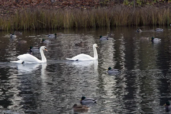 Dos Cisnes Blancos Lago — Foto de Stock