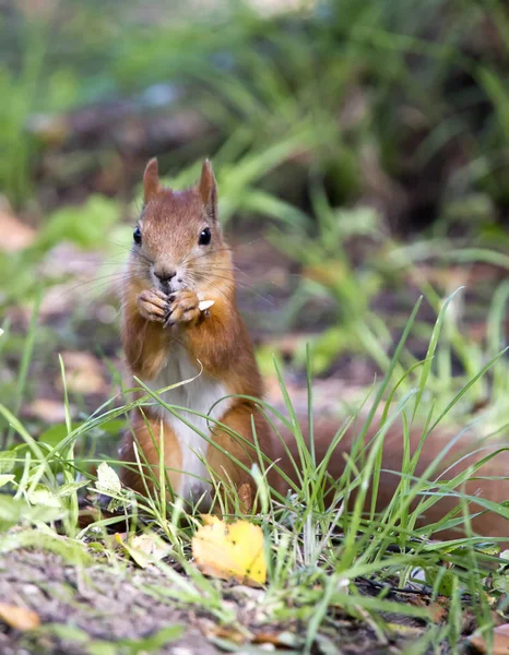 Scoiattolo Della Foresta Una Giornata Sole — Foto Stock