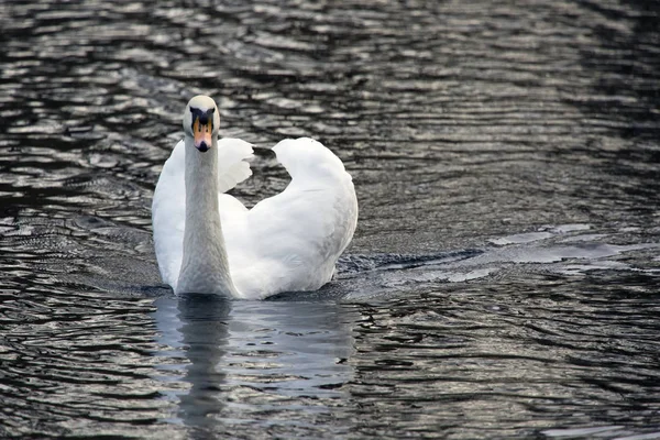 Witte Zwaan Het Meer — Stockfoto