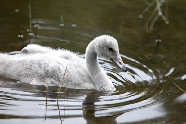 Pájaro Bebé Cisne Lago — Foto de Stock