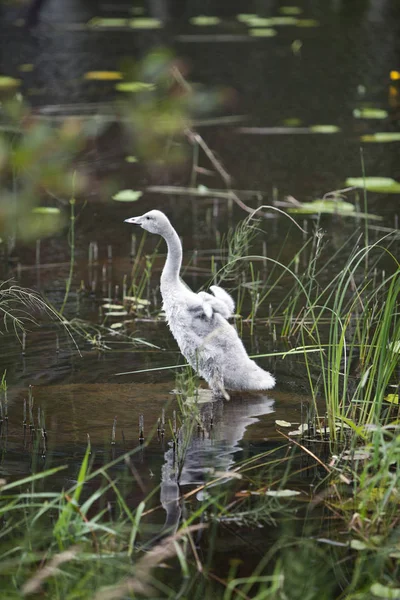 Babyfågel Svan Sjön — Stockfoto