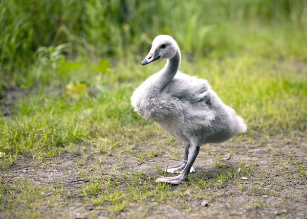 Baby Vogel Van Een Zwaan — Stockfoto