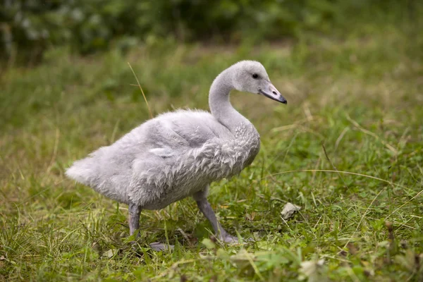 Baby Vogel Van Een Zwaan — Stockfoto