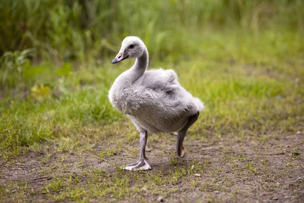 Baby Bird Swan — Stock Photo, Image