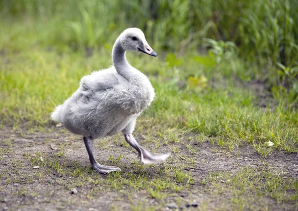 Baby Bird Swan — Stock Photo, Image