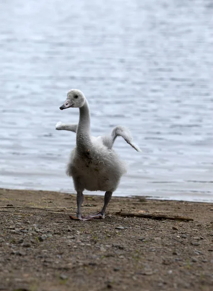 Joven Cisne Orilla Del Lago —  Fotos de Stock