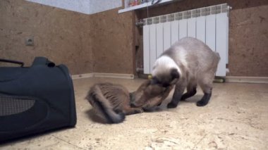 Yetişkin mekong bobtail kedi ve somali kedicik,