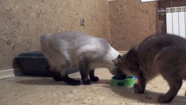 Adult cat mekong bobtail and kitten somali eat from one bowl — Stock Video