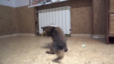 somali ile her diğer, ağır çekim oyun yetişkin kedi mekong bobtail ve yavru kedi