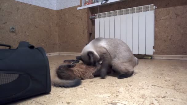 Дорослий кіт меконг бобте і кошеня сомалі грають один з одним, повільний рух — стокове відео