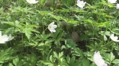 Erken ilkbaharda orman glade ile beyaz kardelen üzerinde kamera taşır