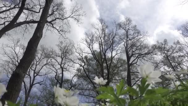 Câmera Move Clareira Floresta Com Gotas Neve Brancas Início Primavera — Vídeo de Stock
