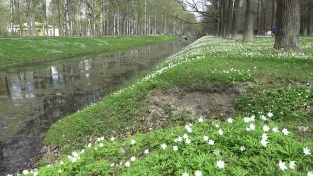 Fotocamera Muove Sulla Radura Della Foresta Con Bucaneve Bianchi All — Video Stock