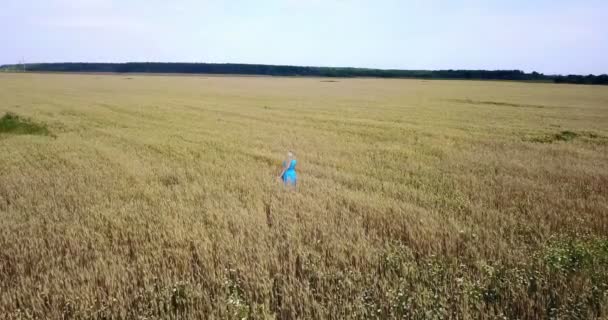 Vue du drone sur une jeune femme heureuse aux longs cheveux blonds et dans une robe bleue traverse le champ de blé mûr à une journée d'été ensoleillée — Video