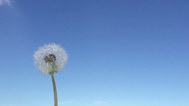 Vítr Fouká Fuzzes Semena Bílého Pampeliška Pozadí Modré Oblohy Zpomalené — Stock video