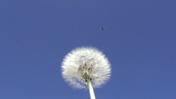 Viento Sopla Fuzzes Con Semillas Diente León Blanco Sobre Fondo — Vídeo de stock