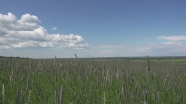 Güçlü rüzgar yaz güneşli gün alanında Timothy çimen Phleum pratense zorluğunu